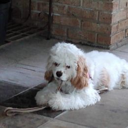 Cocker Spaniel Puppies from Gates Cocker Spaniels