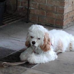 Cocker Spaniel Puppies from Gates Cocker Spaniels