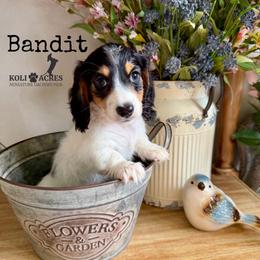 Bandit - AKC - Black and tan male Dachshund puppy in Kemp, Texas from Koli Acres