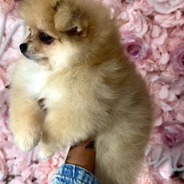 Pomeranian Puppies from Nel’s Pomeranians