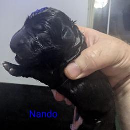 Nando - Bi-color male German Shepherd puppy in Olean, New York from F&B Kennels