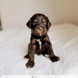 Newport - Chocolate male Australian Labradoodle puppy in Syracuse, Indiana from The Doodle Cove