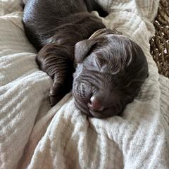 Male- Pick 2 of 2 - Liver male Boykin Spaniel puppy in Cottondale, Florida from Baggett’s NWFL Gun Dogs