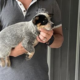 Scarlett - Female 3 - Blue female Australian Cattle Dog puppy in Jefferson, South Carolina from Blue Creek Farms