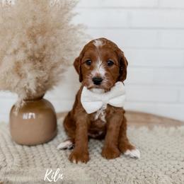 Kiln - Red  male Goldendoodle puppy in Roanoke Rapids, North Carolina from Sweeter than Honey Doodles