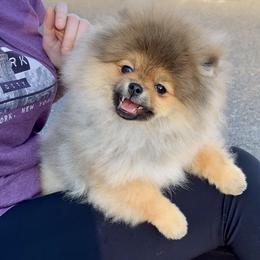 Archie - Orange sable male Pomeranian puppy in Hot Springs, Arkansas from Pomeranian Empire