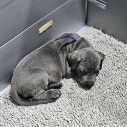Purple - Blue female Great Dane puppy in Garner, North Carolina from Gentle Giant Danes, LLC