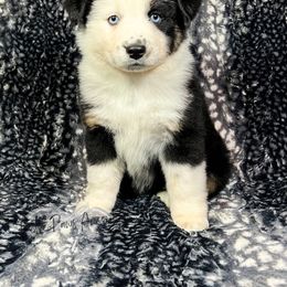 Miniature Australian Shepherd and Toy Australian Shepherd Puppies from Pistol Paws Aussies