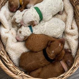 Boy 2 - Parti male Goldendoodle puppy in Chattanooga, Tennessee from Scenic City Doodles