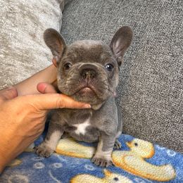 Blue - Blue male French Bulldog puppy in Bolingbrook, Illinois from Flores Frenchies