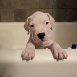 Bashful - White male Dogo Argentino puppy in Bear River City, Utah from Valkka Kennels