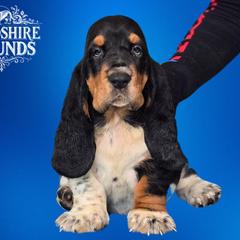 Boy 1 - Black brown and white Basset Hound puppy in Melbourne, Florida from Woodshire Hounds