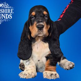 Boy 1 - Black brown and white Basset Hound puppy in Melbourne, Florida from Woodshire Hounds