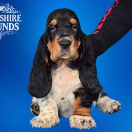 Boy 1 - Black brown and white Basset Hound puppy in Melbourne, Florida from Woodshire Hounds