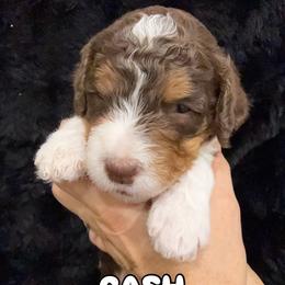 Cash - Tri-color male Bernedoodle puppy in Greeneville, Tennessee from My Two Doodles
