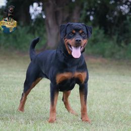 Olga - Rottweiler