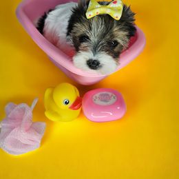 Yorkshire Terrier Puppies from Lady A's Yorkies