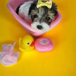 Yorkshire Terrier Puppies from Lady A's Yorkies