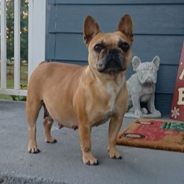 Toast - French Bulldog