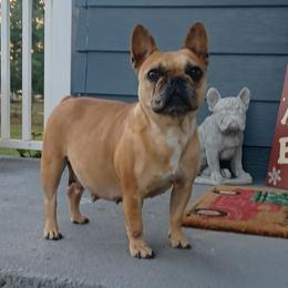 Toast - French Bulldog