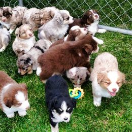 Miniature American Shepherd and Miniature Australian Shepherd Puppies from Lil' Bit Aussie