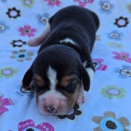 Sunny - Black red and white female Beagle puppy in Bethany, Missouri from Fox Creek Beagles