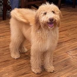 Nic - Cream male Goldendoodle puppy in Moreno Valley, California from Rainbow SoCal Doodles