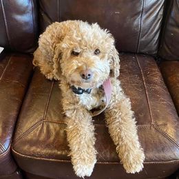 Goldendoodles from Doodles of Cedar Creek Farm