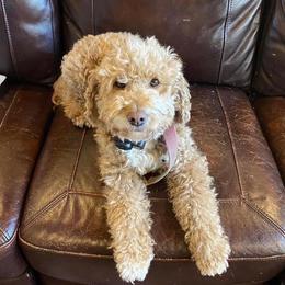 Goldendoodles from Doodles of Cedar Creek Farm