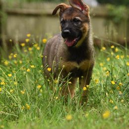German Shepherd Puppies from Patriot Shepherds