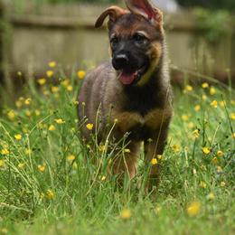 German Shepherd Puppies from Patriot Shepherds