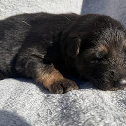 McIntosh(Mac) - Black and red male German Shepherd puppy in Lebanon County, Pennsylvania from Regalimage