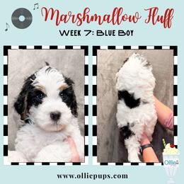 Marshmallow Fluff - Tri-color male Bernedoodle puppy in Boiling Springs, South Carolina from OlliePups, LLC