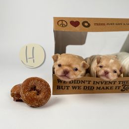 Chihuahua Puppies from Happy Pups