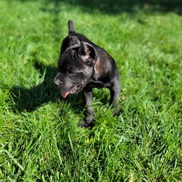 Cane Corso Puppies from JSM Corsos
