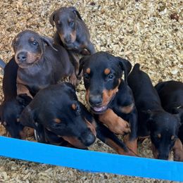 Doberman Pinscher puppies from Morningstar Kennel