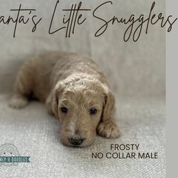 Frosty - Cream male Goldendoodle puppy in Inez, Texas from Heavenly H Doodles