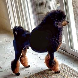 Kendrick - Poodle