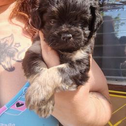 Black and tan boy - Black and tan male Pekingese puppy in Winter Haven, Florida from Polk County Peekapoos