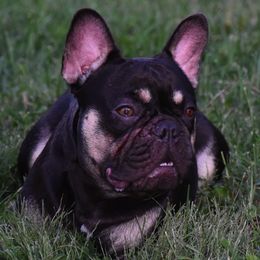 French Bulldogs from Central Ohio Frenchies