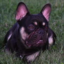 French Bulldogs from Central Ohio Frenchies