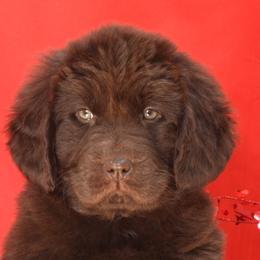 Newfoundland Puppies from Newfforu