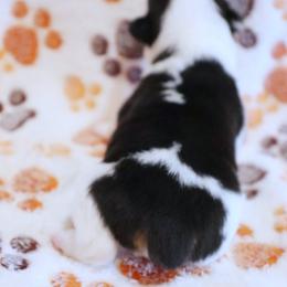 American Corgi Puppies from Diamond Corgis