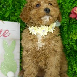 Luna - Parti female Goldendoodle puppy in Brandon, Florida from Murphys Doodles
