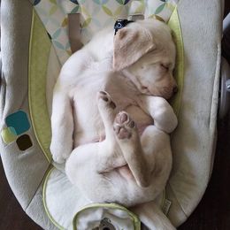 Labrador Retriever Puppies from Trapper Creek Labradors