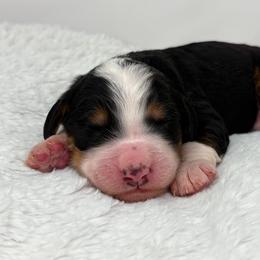Chorus - Tri-color male Bernedoodle puppy in Fleming, Colorado from Vandenbark Doodles