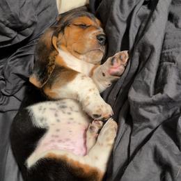 Basset Hound Puppies from Basset farms