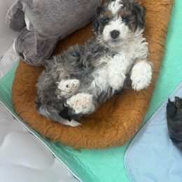 Mocha - Merle female Bernedoodle puppy in Washougal, Washington from Sandy Creek Bernedoodles