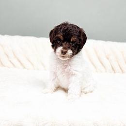 Maple - Chocolate female Australian Labradoodle puppy in Springfield, Ohio from Dawson & Daryn's Royal Companions