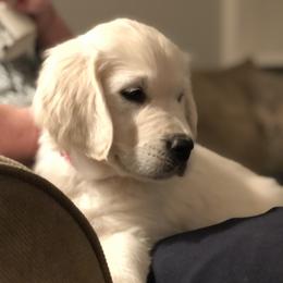 Golden Retriever Puppies from Brightside Goldens